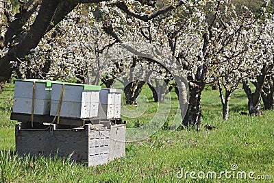 Active Bee Hives Stock Photo