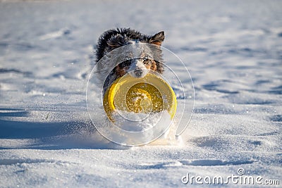 Active dog fetching flying disk in a deep snow in a freezing sunny day Stock Photo