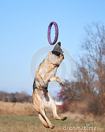 Active games and sports with dog in nature in fresh air. Charming beautiful thoroughbred dog in sports uniform. German shepherd Stock Photo