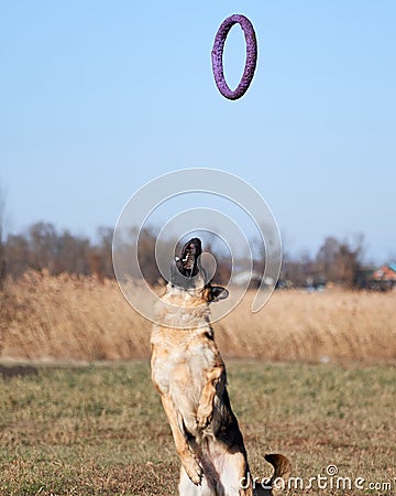 Active games and sports with dog in nature in fresh air. Charming beautiful thoroughbred dog in sports uniform. German shepherd Stock Photo