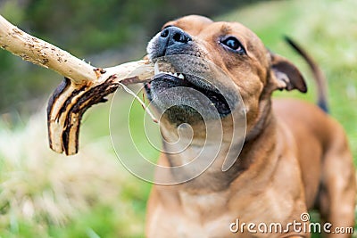 Active and happy Staffordshire bull terrier are running/fetching stick outdoors in nature. Stock Photo