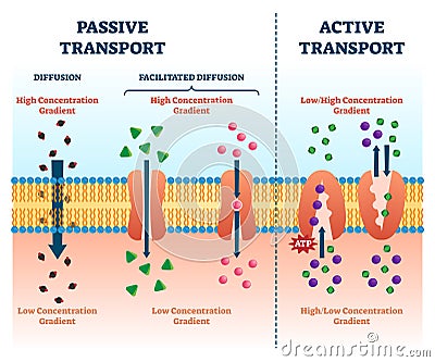 Active passive transport vector illustration. Labeled educational cell scheme Vector Illustration