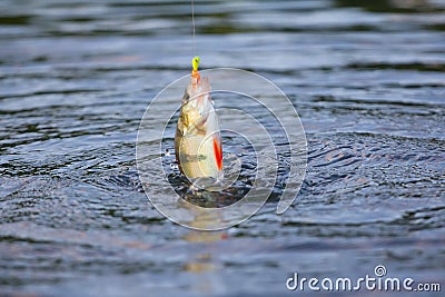 Active perch fishing a micro jig in summer Stock Photo