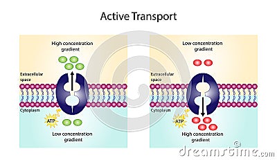 Active transport across the cell membrane. Substance movement against concentration gradient requires energy, ATP. Vector Illustration