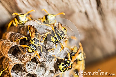 Wasp Nest Stock Photo