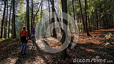 Active women hiking in the forest in autumn Editorial Stock Photo