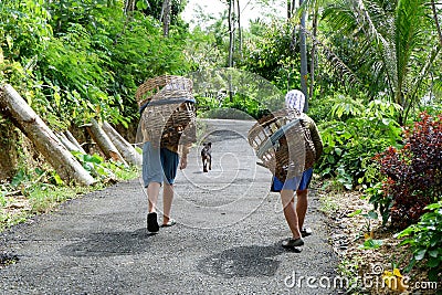 activities of people looking for grass in the forest to feed livestock with baskets Stock Photo