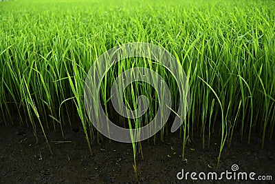 Green grass in the fertile soil Stock Photo