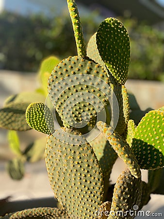 ?actus opuntia leucotricha in sunny day outdoor. Stock Photo