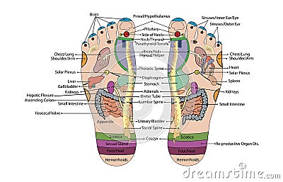 Acupuncture - Foot Scheme Vector Illustration