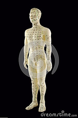 Acupuncture Meridian Model Stock Photo