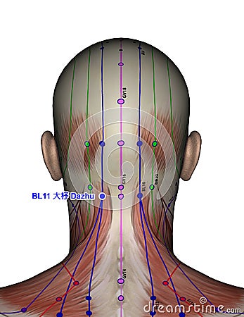 Acupuncture point BL11 Dazhu Stock Photo