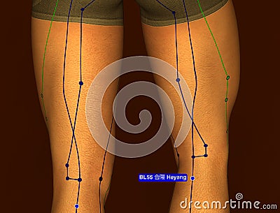 Acupuncture Point BL55 Heyang, 3D Illustration, Brown Background Stock Photo