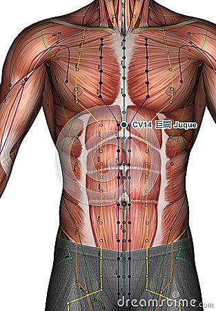 Acupuncture point CV14 Juque, 3D Illustration Stock Photo