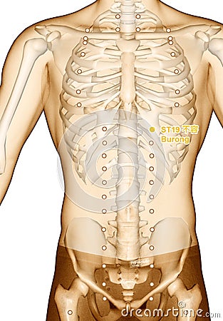 Acupuncture point Drawing ST19 Burong, 3D Illustration Stock Photo