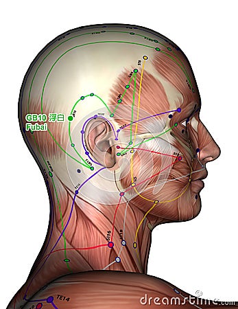 Acupuncture Point GB10 Fubai, 3D Illustration Stock Photo