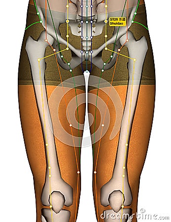 Acupuncture Point ST28 Shuidao, Stomach Meridian Stock Photo