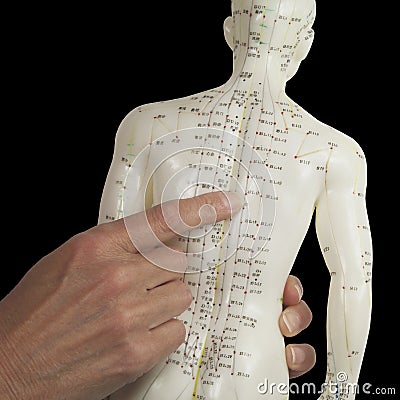 Acupuncturist pointing to BL17 on Acupuncture Model Stock Photo