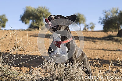 Acute black and white French bulldog posing to the camera in the field Stock Photo