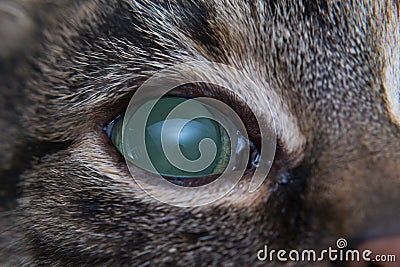 Acute glaucoma in adult cat, intraocular presure increased and blind at presentation, keratic precipitates Stock Photo