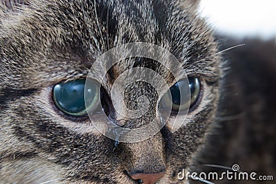 Acute glaucoma in adult cat, intraocular presure increased and blind at presentation, keratic precipitates Stock Photo