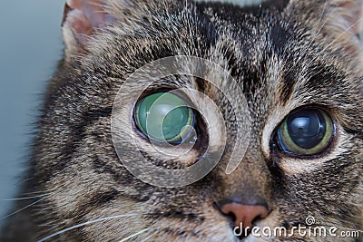 Acute glaucoma in adult cat, intraocular presure increased and blind at presentation, keratic precipitates Stock Photo