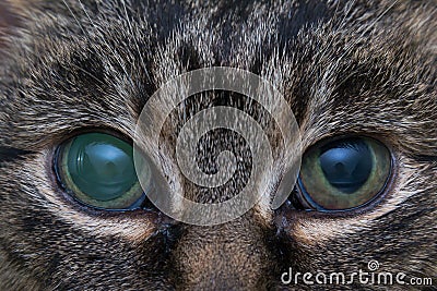 Acute glaucoma in adult cat, intraocular presure increased and blind at presentation, keratic precipitates Stock Photo