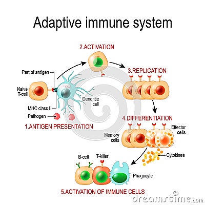 Adaptive immune system from Antigen presentation to activation o Vector Illustration