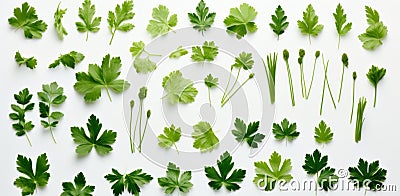 Fresh Parsley - The Perfect Addition to Your Dishes! Stock Photo