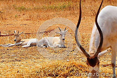 Addax Stock Photo