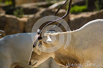 Addax (Addax nasomaculatus), white antelope or screwhorn antelope, zoologic Stock Photo