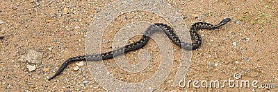 Adder snake on coast path in Devon UK Stock Photo
