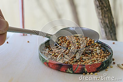 Adding grain to the bird feeder for wintering birds Stock Photo