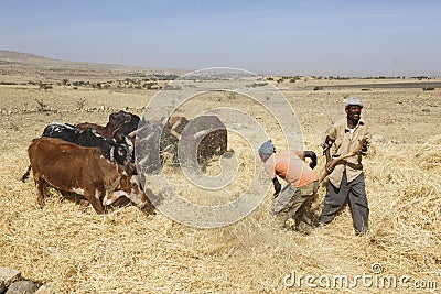 Addis Abeba, Ethiopia, February 22 2015: Ethiopian farmer using his cows for threshing harvest Editorial Stock Photo