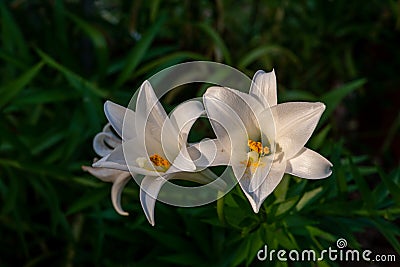 In addition to being pure, the local lily of Taiwan also has pure petals and branch veins. Stock Photo