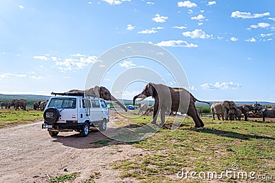 Addo Elephant park South Africa, Family of elephant in addo elephant park, Elephants taking a bath in a water pool Editorial Stock Photo