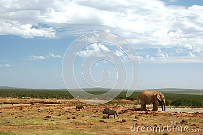 Addo Elephant Waterhole Stock Photo