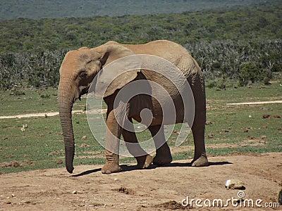 Addo Elephantpark, South-Africa Stock Photo