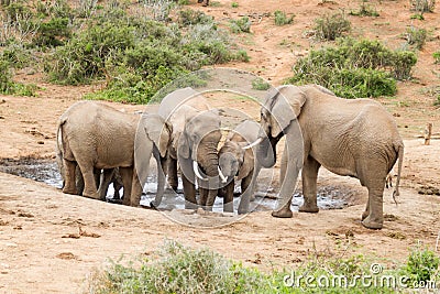 Addo Elephant National Park: elephant family Stock Photo