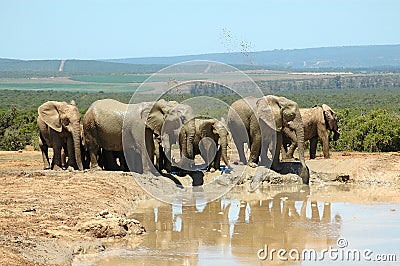 Addo National Elephant Park, South Africa Stock Photo