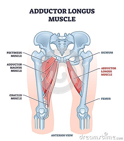 Adductor longus muscle location with hips and leg bones outline diagram Vector Illustration