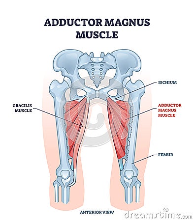 Adductor magnus muscle with ischium and femur skeleton outline diagram Vector Illustration