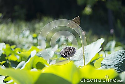 Adelaide Botanic Garden - Lotus Pond Stock Photo