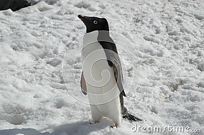 Adelie penguin Stock Photo