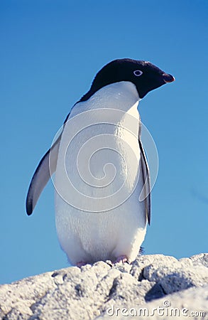 Adelie Penguin Stock Photo