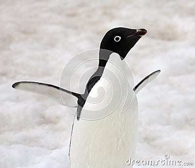 Adelie penguin - Antarctica Stock Photo