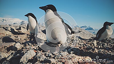 Adelie penguin antarctica wild coast camera view Stock Photo