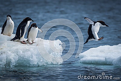 Adelie penguin jumping between two ice floes Stock Photo