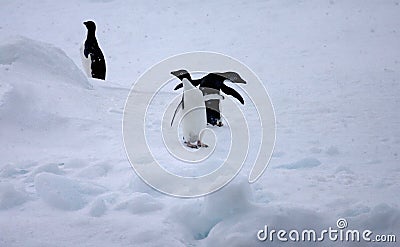 Adelie Penguin, Adelie Pinguin, Pygoscelis adeliae Stock Photo