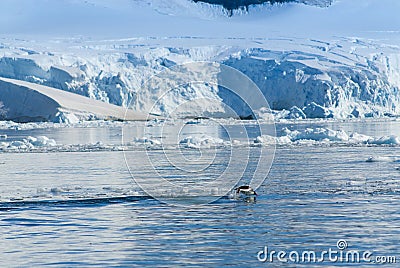 Adelie penguin porpoising,Paradise bay , Antarctic peninsula, Stock Photo